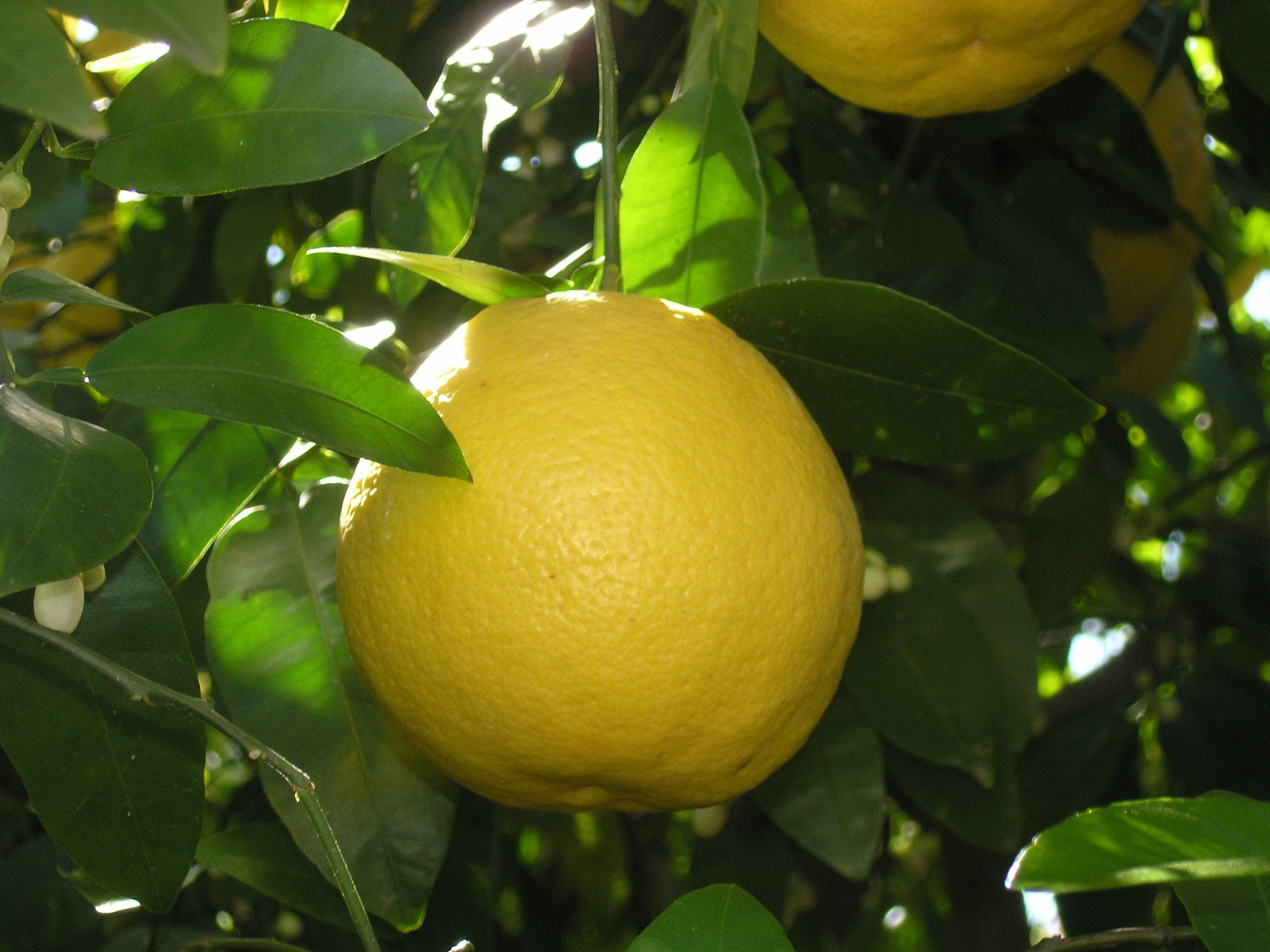 parfum bergamote