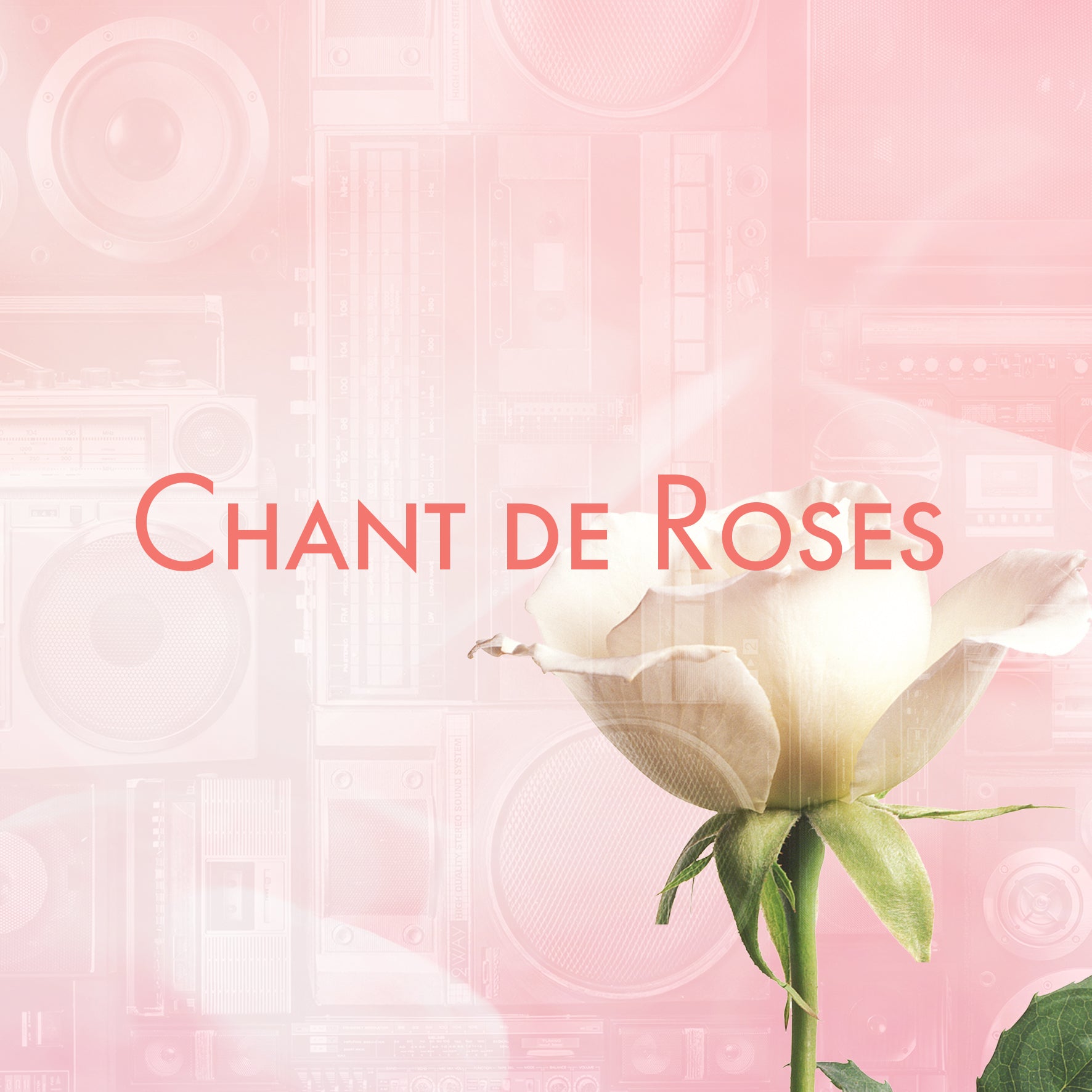 Rose blanche sur un fond musical