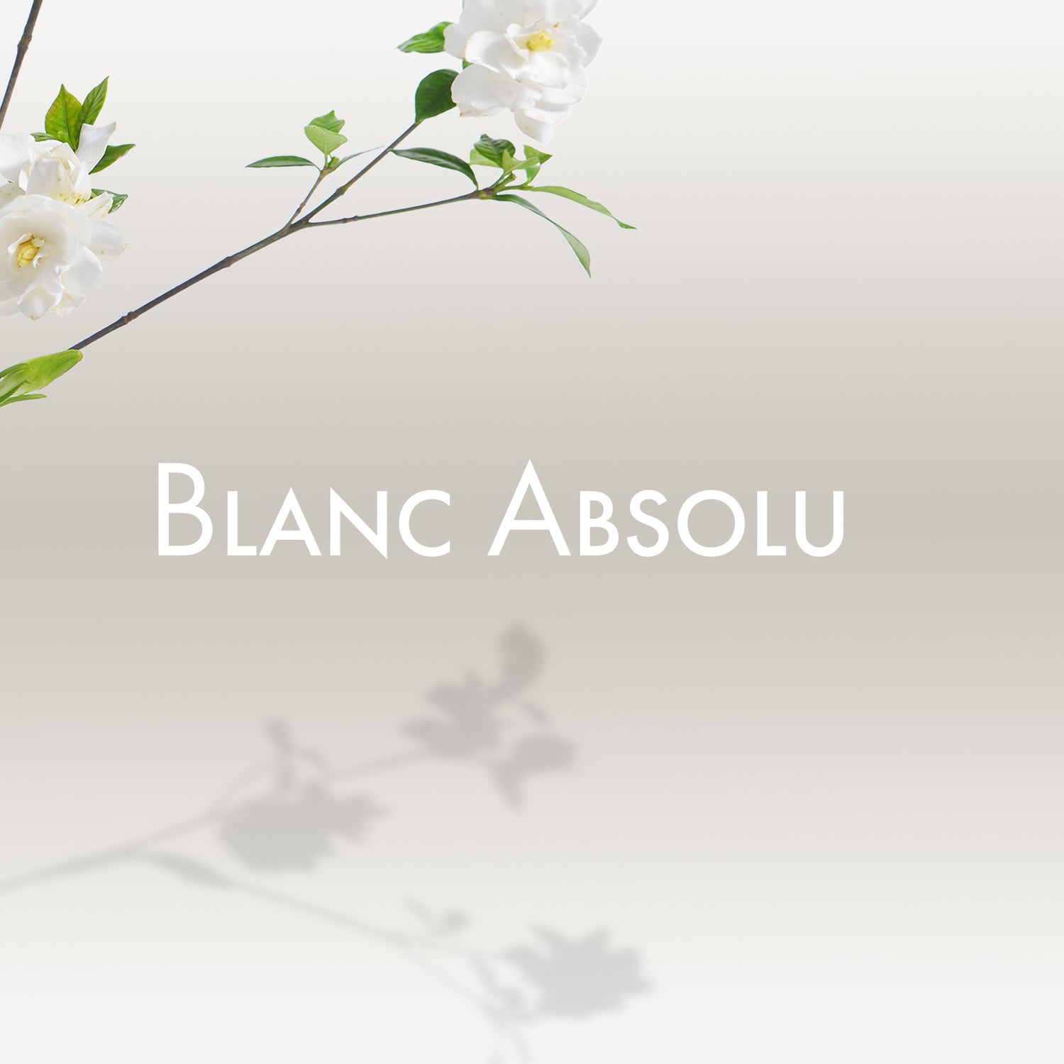 Fleur blanche